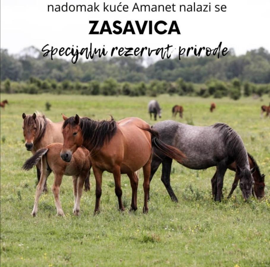 Apartament Amanet House Zasavica Zewnętrze zdjęcie